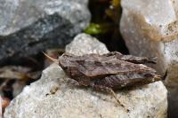 Tetrix undulata