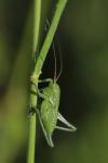 Tettigonia viridissima
