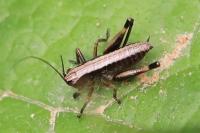 Pholidoptera griseoaptera