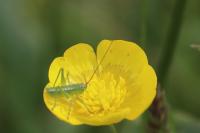 Tettigonia viridissima