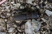 Eumodicogryllus bordigalensis