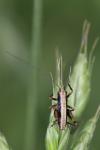 Pholidoptera griseoaptera