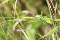 Tettigonia viridissima
