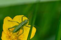 Tettigonia viridissima