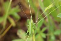 Tettigonia viridissima