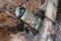 Nemobius sylvestris