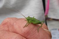 Tettigonia viridissima
