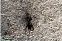 Nemobius sylvestris