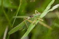 Tettigonia viridissima