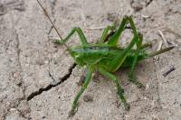 Tettigonia viridissima
