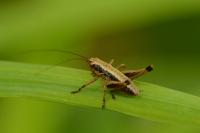 Pholidoptera griseoaptera