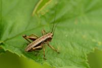 Pholidoptera griseoaptera