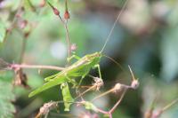 Tettigonia viridissima