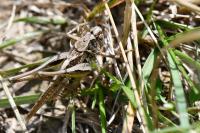 Platycleis albopunctata
