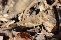 Oedipoda caerulescens