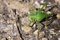 Leptophyes punctatissima