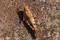 Oedipoda caerulescens
