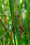 Stethophyma grossum