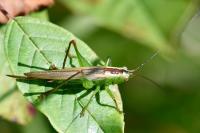 Conocephalus fuscus