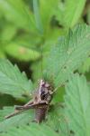 Pholidoptera griseoaptera