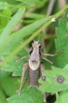 Pholidoptera griseoaptera