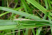 Tettigonia viridissima