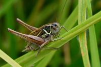 Roeseliana roeselii