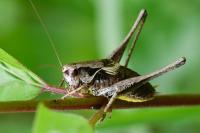 Pholidoptera griseoaptera