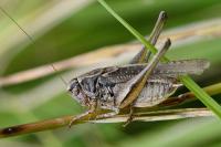 Platycleis albopunctata