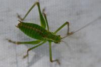 Leptophyes punctatissima