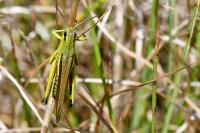 Stethophyma grossum