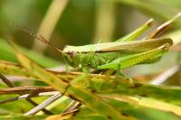Mecostethus parapleurus