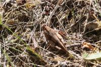 Oedipoda caerulescens