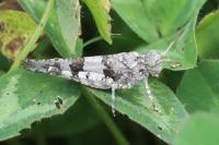 Oedipoda caerulescens