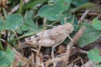 Oedipoda caerulescens