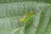 Leptophyes punctatissima