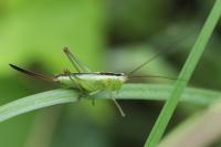 Conocephalus fuscus
