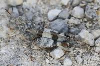 Oedipoda caerulescens