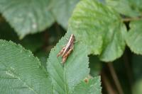 Gomphocerippus rufus