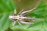 Tessellana tessellata