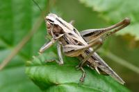 Tessellana tessellata