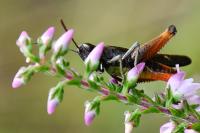 Omocestus rufipes
