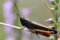 Omocestus rufipes