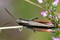 Omocestus rufipes