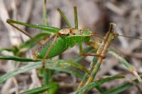 Leptophyes punctatissima