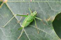 Leptophyes punctatissima