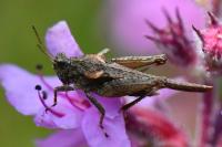 Tetrix ceperoi