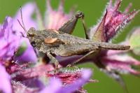 Tetrix ceperoi