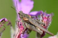 Tetrix ceperoi