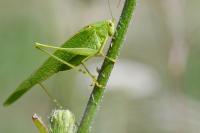 Phaneroptera nana